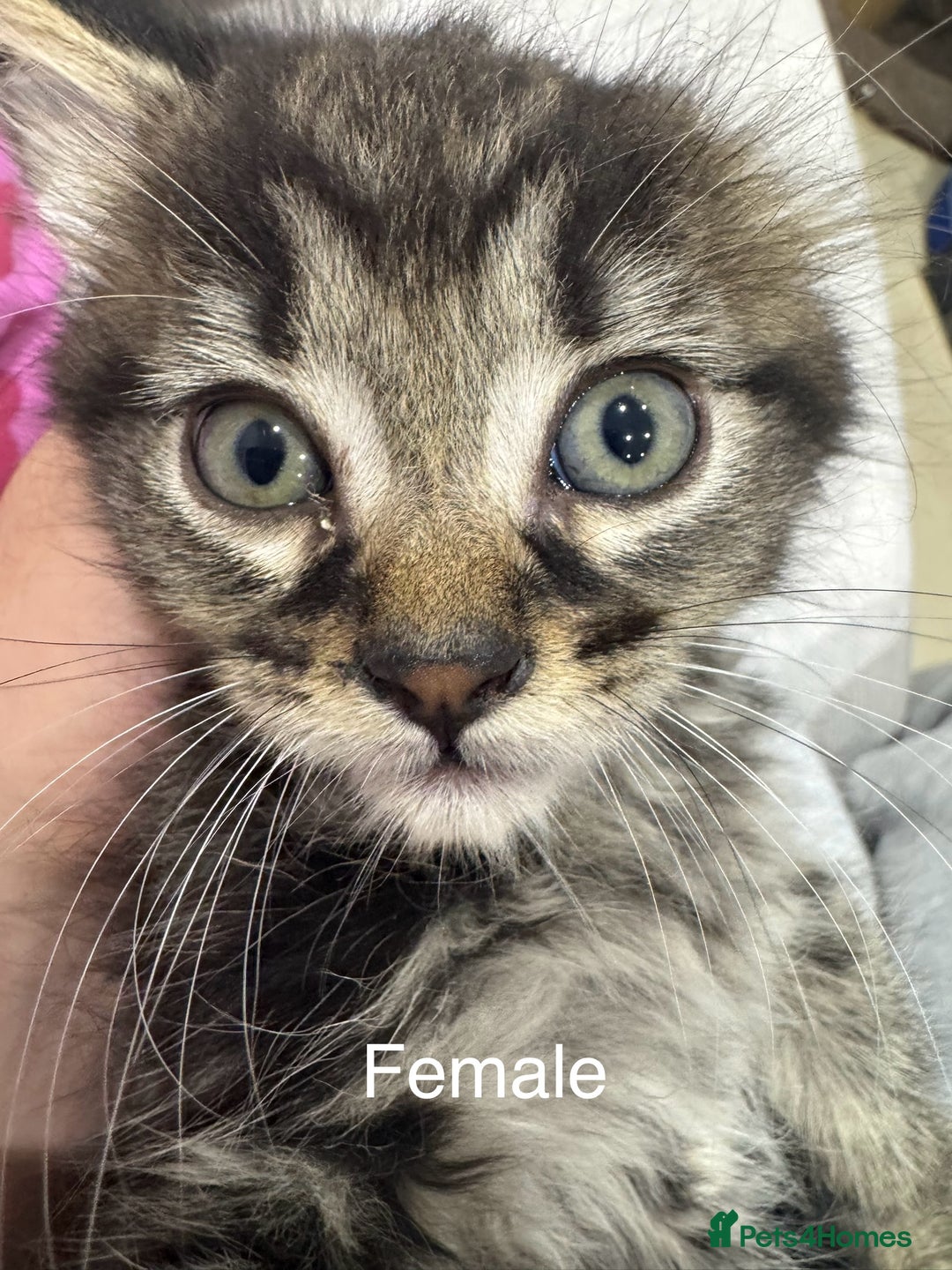 Domestic Shorthair cats for sale: 4 male kittens 3 female kittens pickup whenever - Image 2