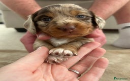 Miniature Dachshund dogs for sale: Stunning Kc Reg Long Hair Mini Dachshund puppies  - Image 33