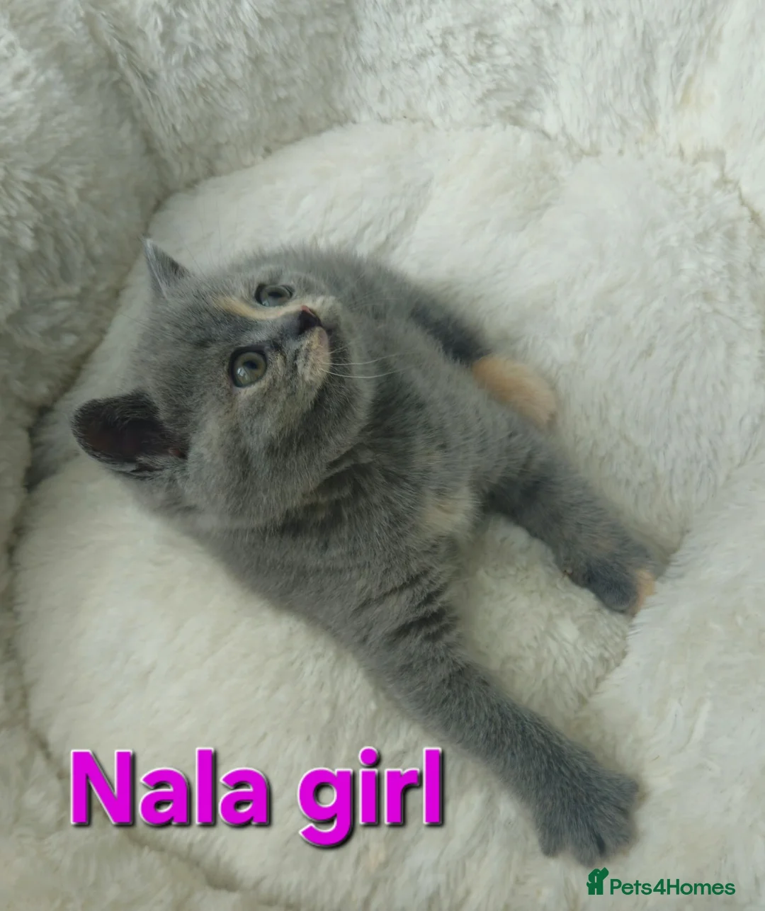 British Shorthair cats for sale: Gorgeous British shorthair kittens - Advert 2