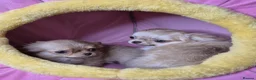 Chihuahua dogs for sale: KC registered chihuahua girls - Advert 5