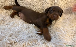Dobermann dogs for sale: 12 stunning Doberman puppies - Image 35