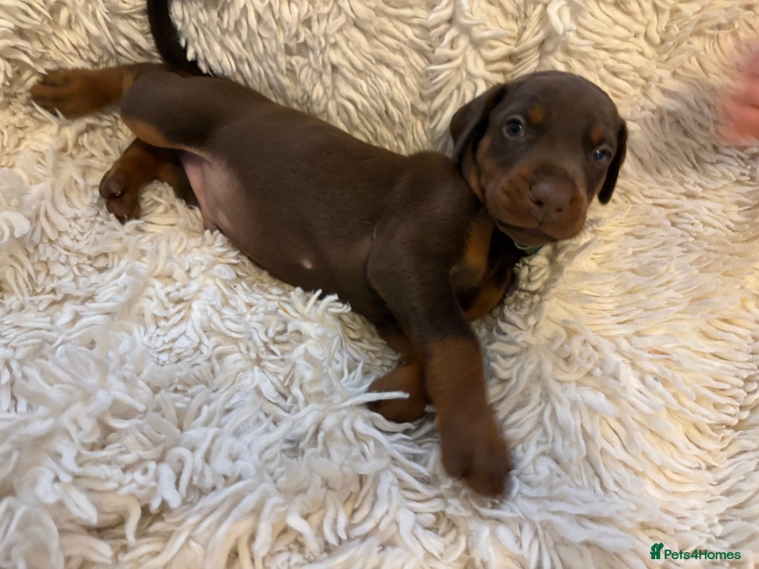 Dobermann dogs for sale: 12 stunning Doberman puppies - Image 35
