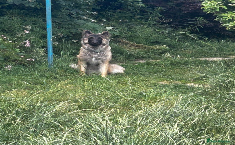 German Shepherd dogs - Advert 13