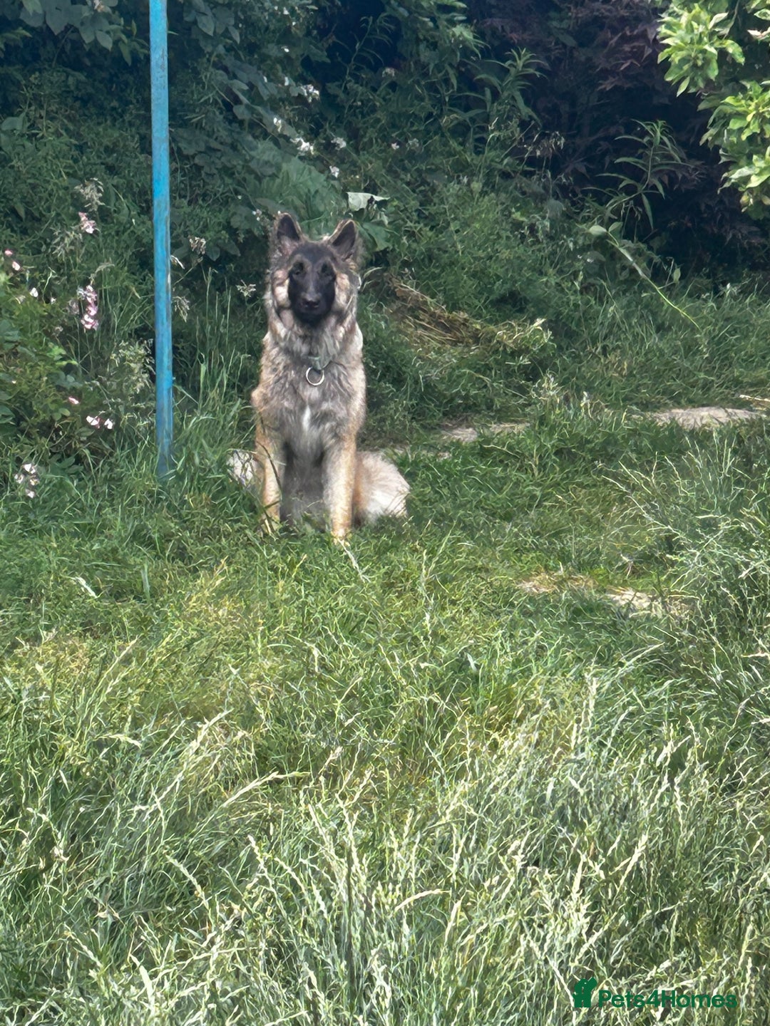 German Shepherd dogs for sale: For sale  - Image 1
