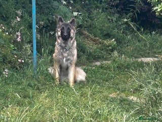 German Shepherd dogs - Advert 29