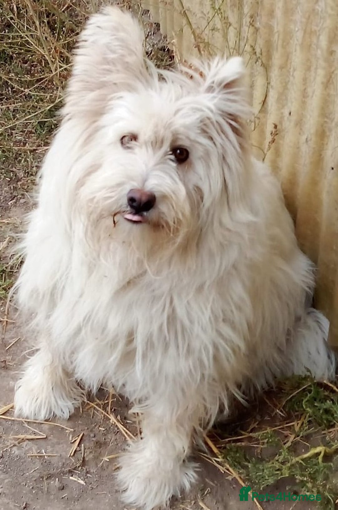 Mixed Breed dogs for adoption: BLANCHE, a Lovely little girl - for a Loving Home - Advert 5