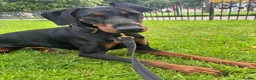 Dobermann dogs for sale: Female Doberman - Advert 5