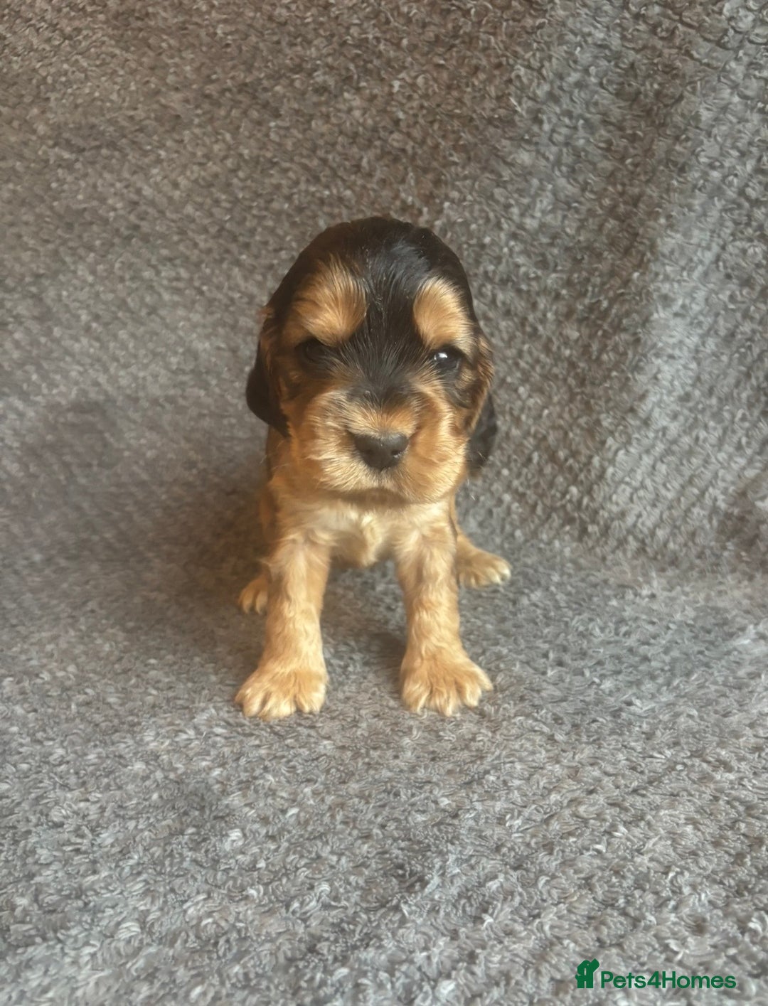 Cocker Spaniel dogs for sale: Health Tested KC Cocker Spaniel Puppies  - Advert 2
