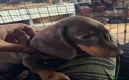 Miniature Dachshund dogs for sale: Pure miniature dachshunds - Image 8
