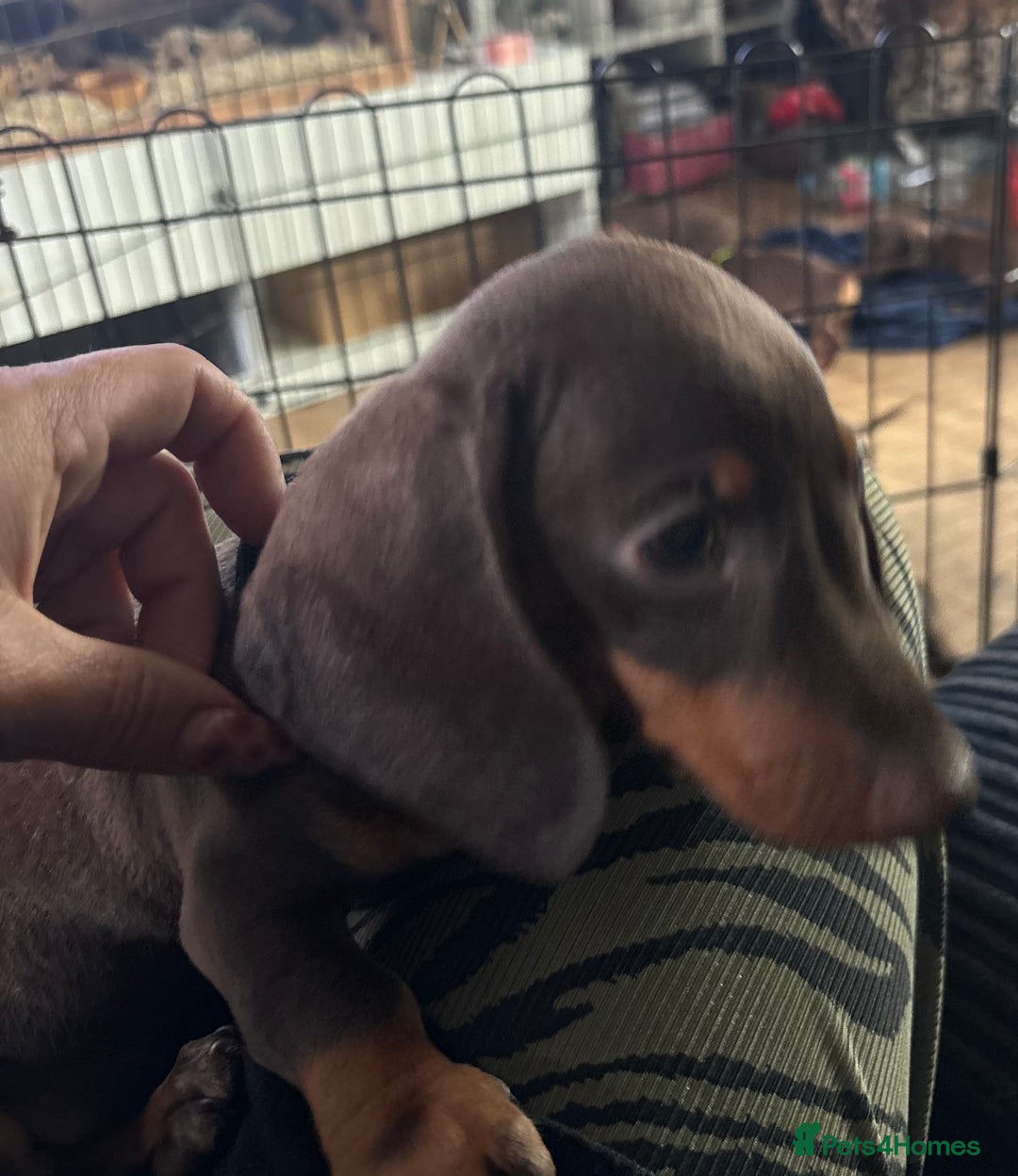 Miniature Dachshund dogs for sale: Pure miniature dachshunds - Image 8