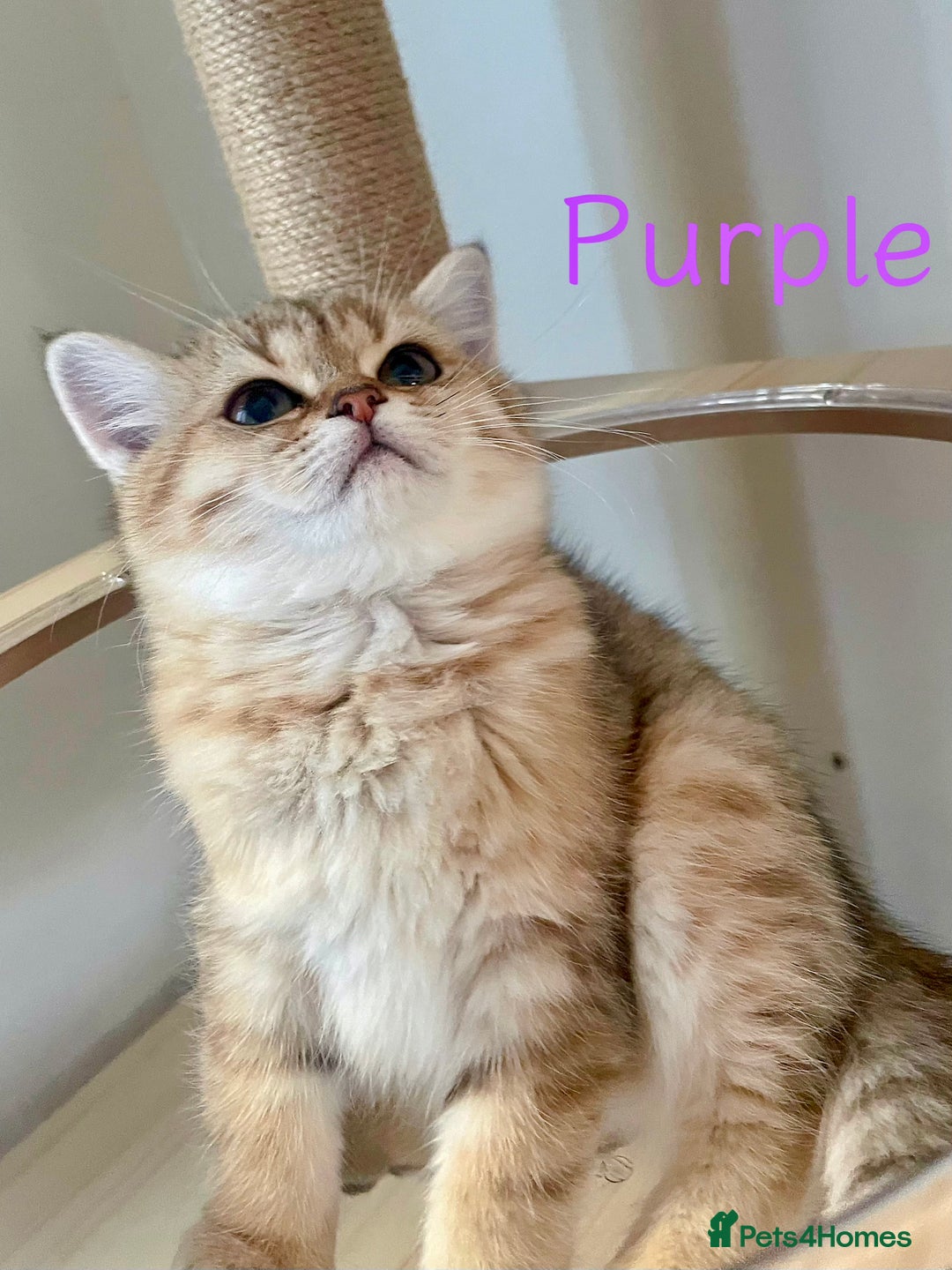 British Shorthair cats for sale: Golden BSH  - Image 5