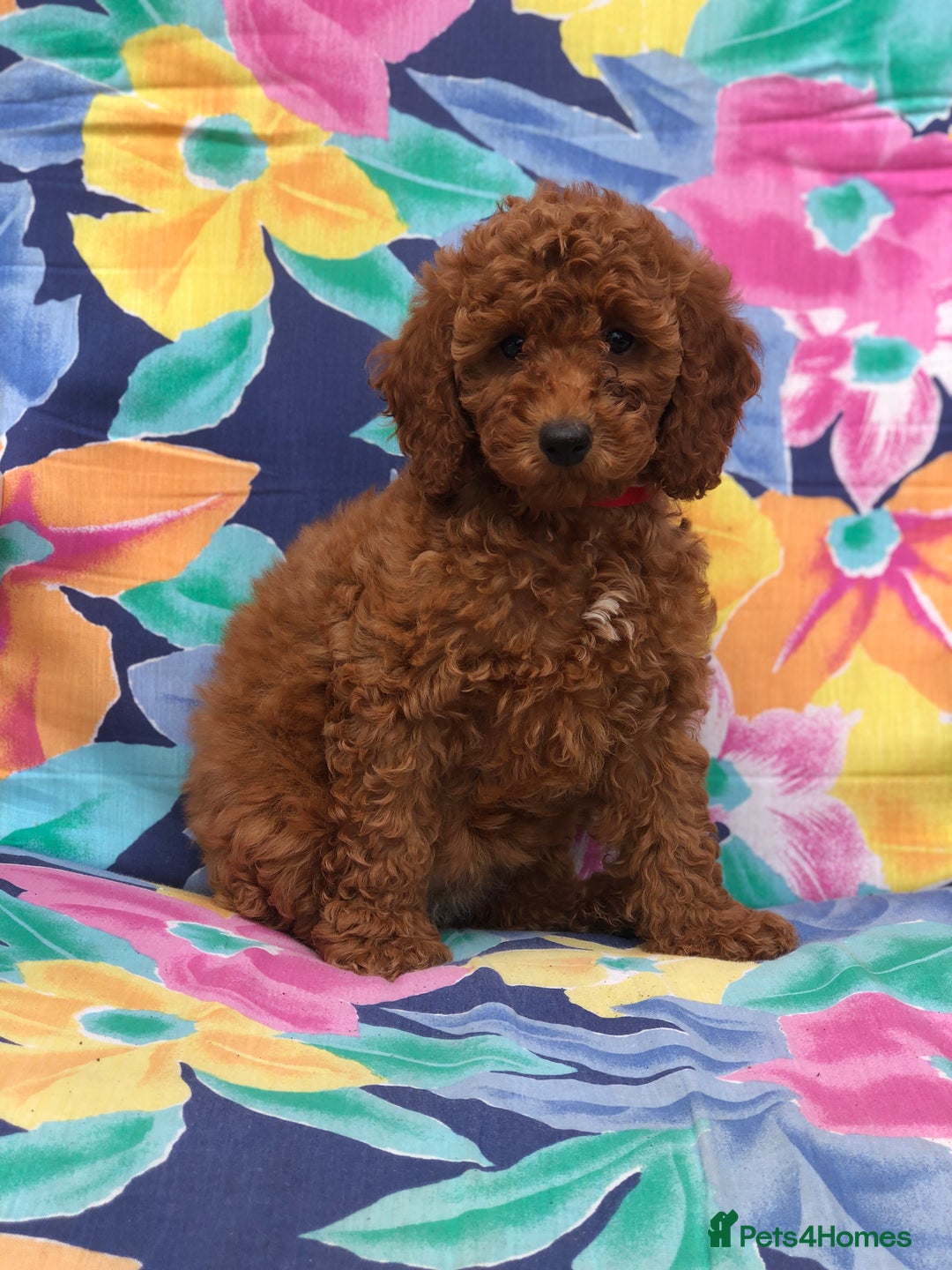Cockapoo dogs for sale: Cockapoo puppies for sale - Image 2