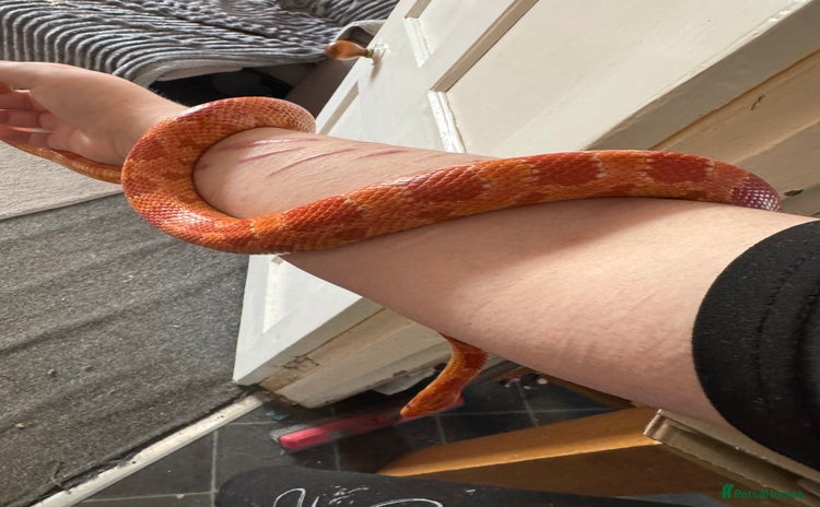 Corn Snake reptiles - Advert 12