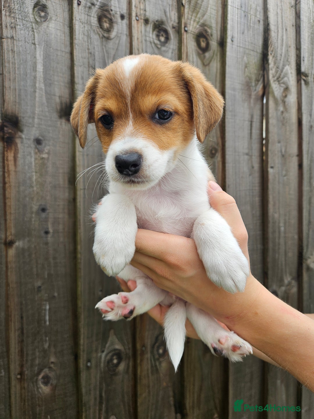 Jack Russell dogs for sale: Jack Russell Terrier  in Epping - Image 13