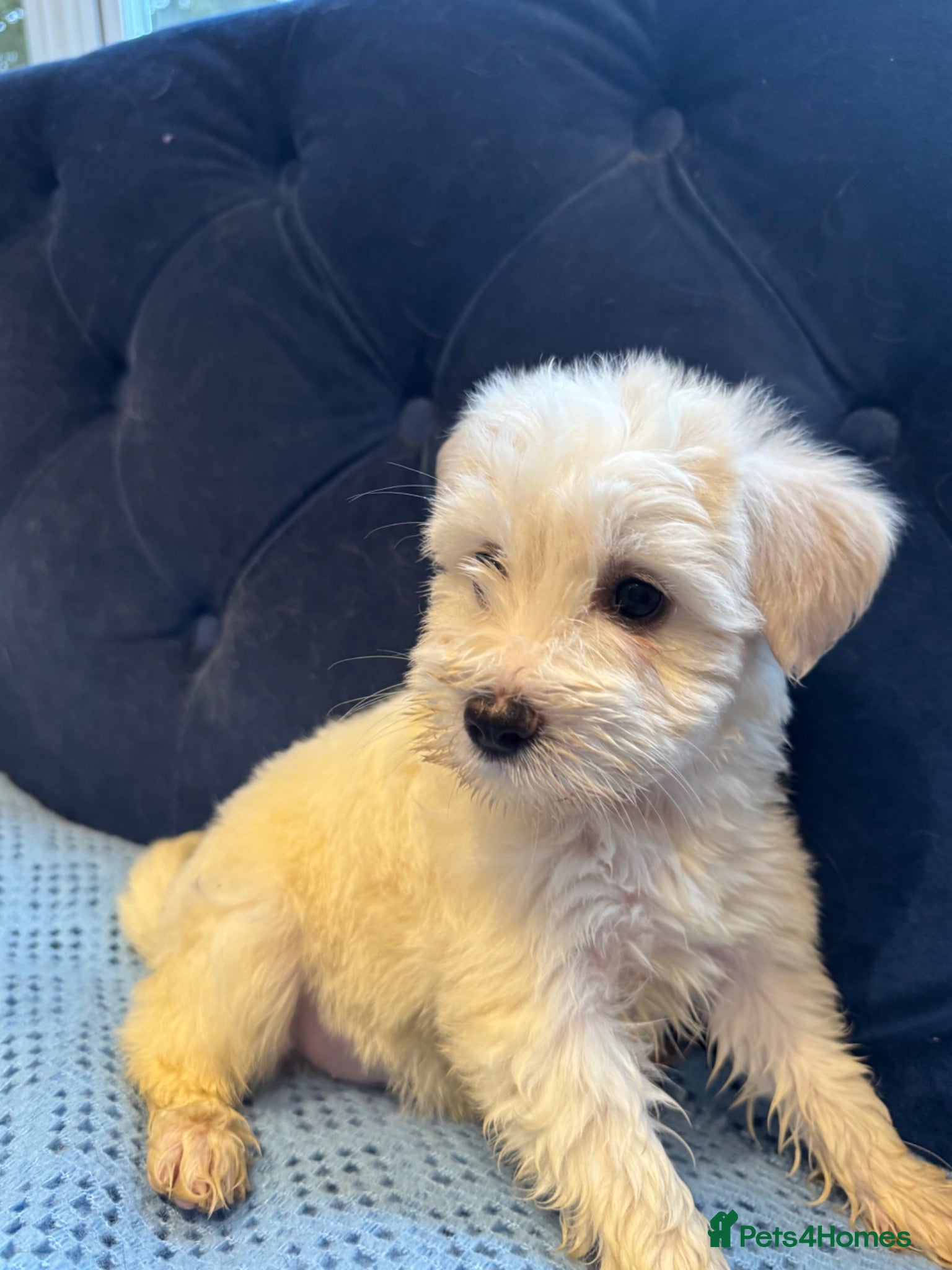 Miniature Schnauzer dogs Ready now Mini Schnauzer boy BVA/MAC clear! - Advert 2