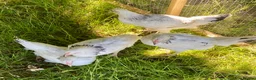 Chickens poultry for sale: Hybrid Hen Chickens For Sale Light Sussex Leghorn in Tonbridge - Advert 8