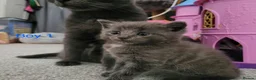 Mixed Breed cats for sale: 2 loving playful kittens look - Advert 7