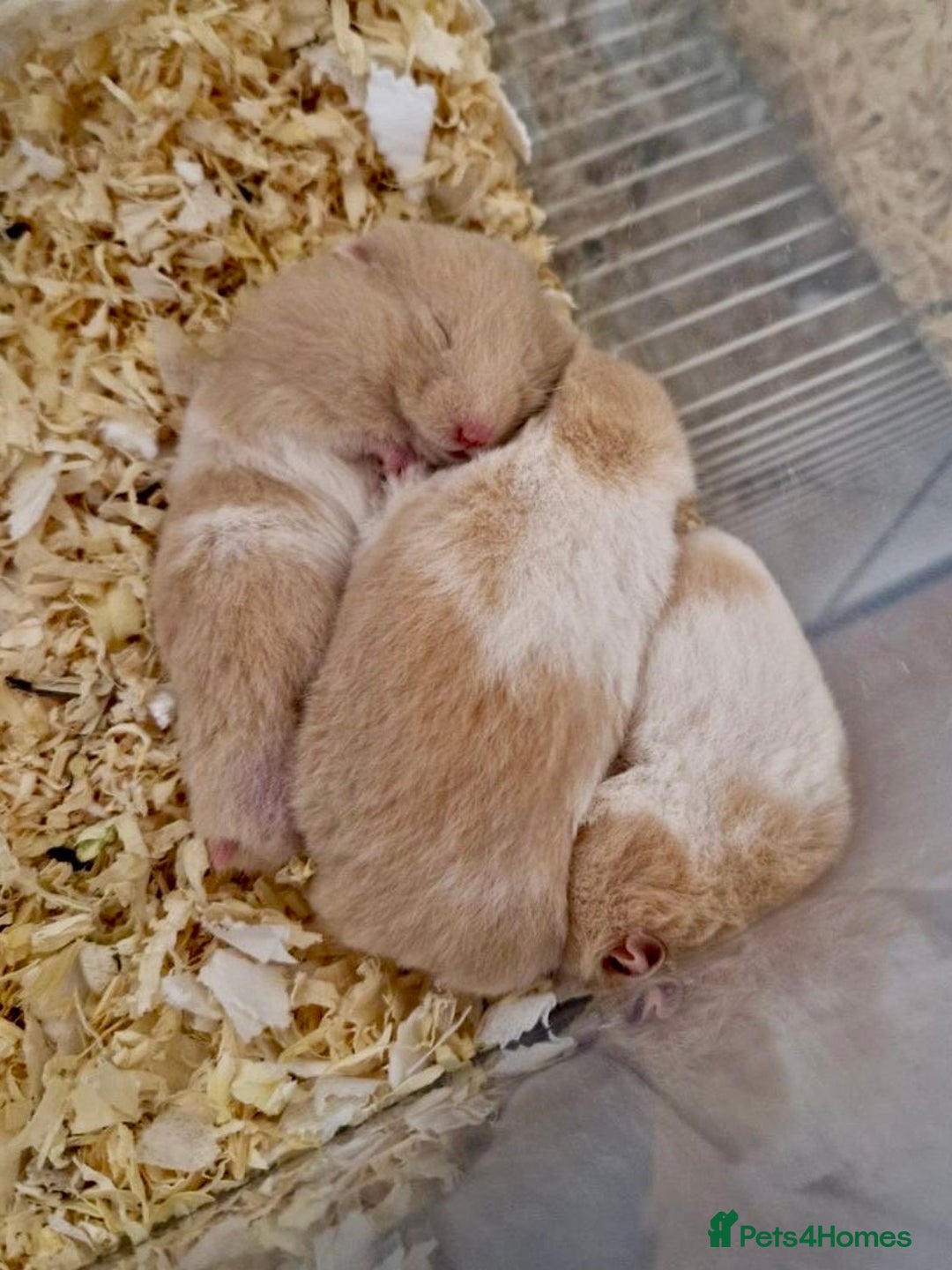Hamster rodents for sale: 2 girls left Syrian hamsters  - Advert 2