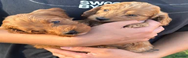 Cockapoo 3