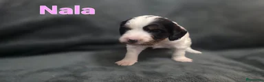 Cockapoo 5- Nala