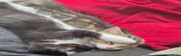 Mixed Breed cats for sale: 3 kittens ready for their forever home  - Advert 2