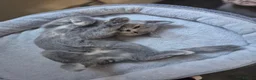 Scottish Fold cats for sale: Scottish Straight kittens  - Advert 12