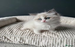 Ragdoll cats for sale: Ready To Leave Gorgeous Male  - Image 7