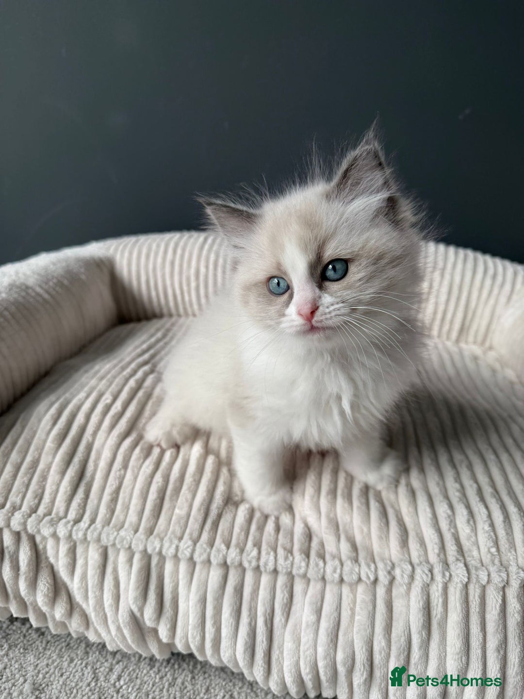 Ragdoll cats for sale: Ready To Leave Gorgeous Male  - Image 7