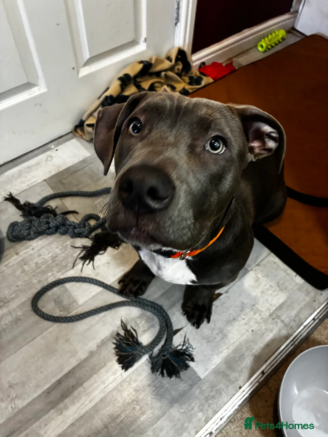 Mixed Breed dogs for sale: Lovely Staff cross nearly 6 months old  - Advert 1