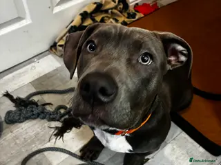 Mixed Breed dogs Lovely Staff cross nearly 6 months old - Advert 1