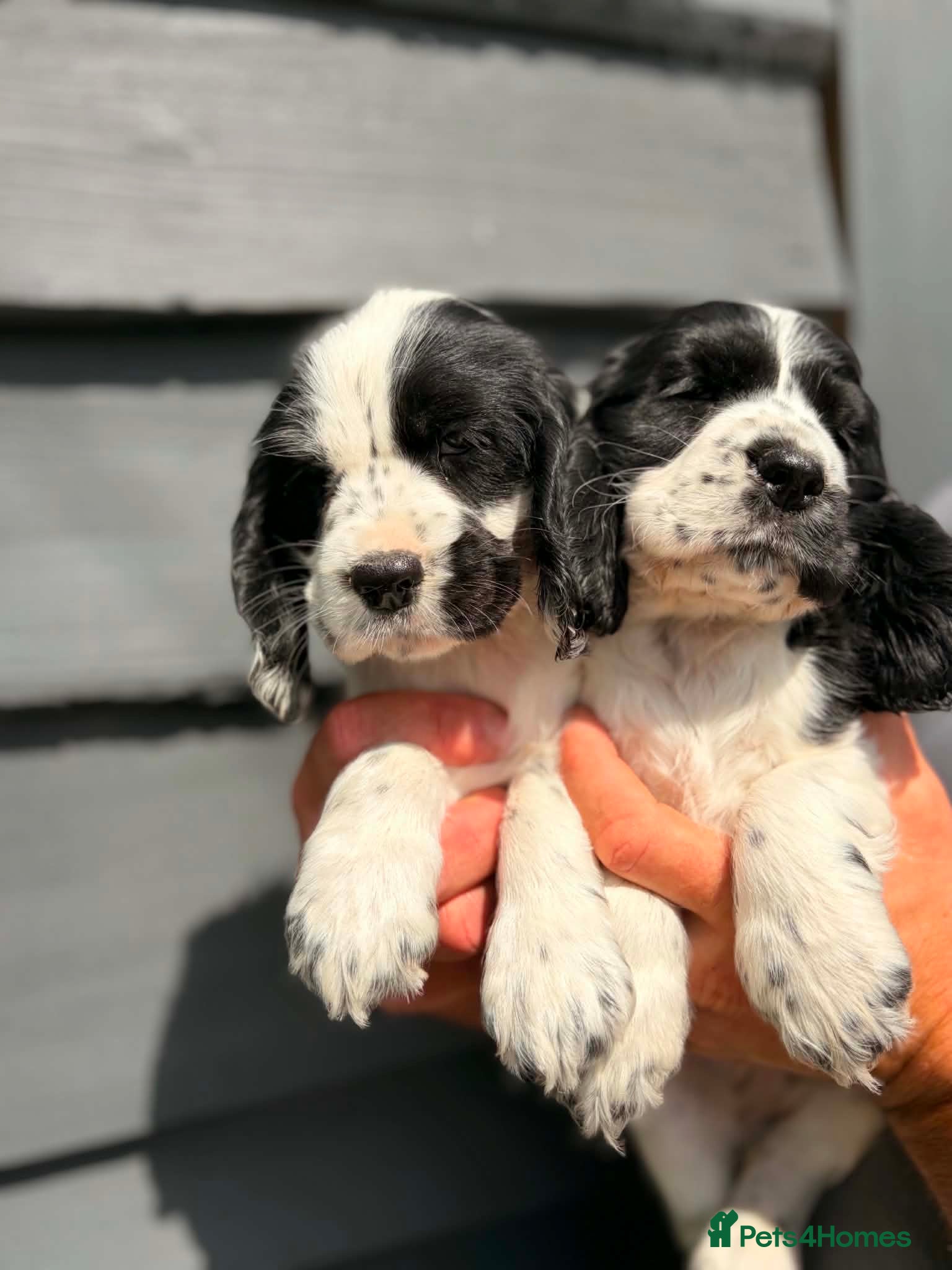 Cocker Spaniel dogs x8 Black & White spaniel pups - Advert 2