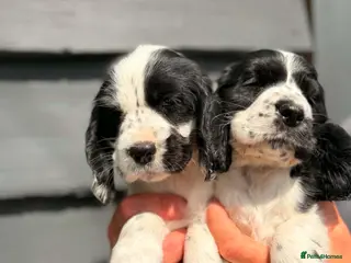 Cocker Spaniel dogs x8 Black & White spaniel pups - Advert 2
