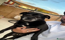 Pug dogs for sale: Chug and pug  - Image 15