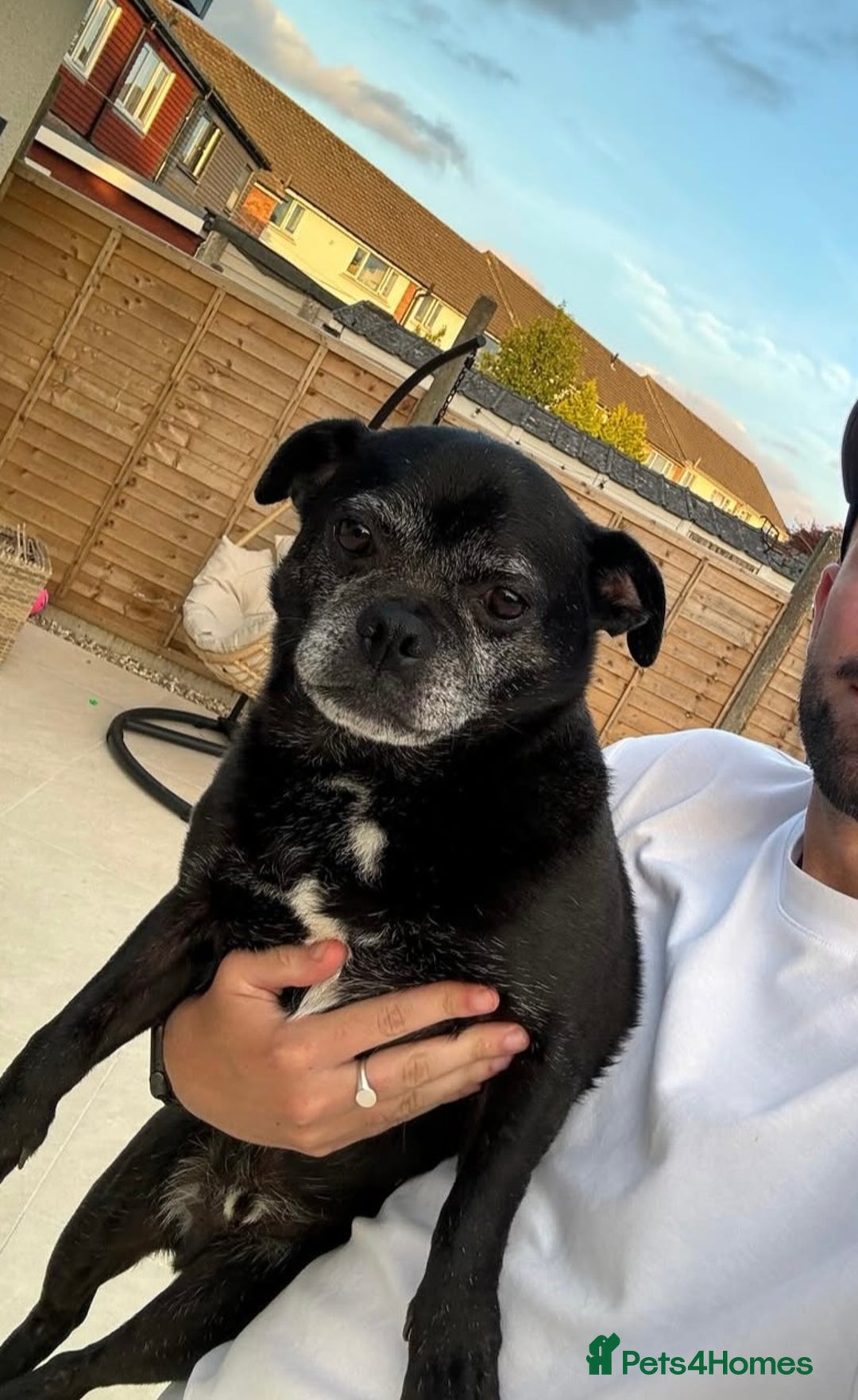 Pug dogs for sale: Chug and pug  - Image 15