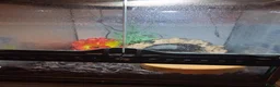 Frog reptiles for sale: Pac man Frog in Blandford Forum - Advert 3