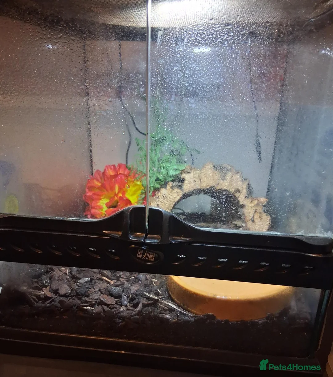 Frog reptiles for sale: Pac man Frog in Blandford Forum - Advert 3