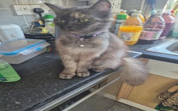 Mixed Breed cats for sale: Female cat available - Image 2