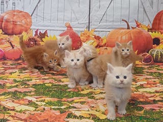 Maine Coon cats Maine Coon Kittens - Advert 4