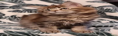 Brown tabby female 