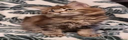 Maine Coon cats for sale: GCCF registered pedigree Maine Coon Kittens  - Advert 24