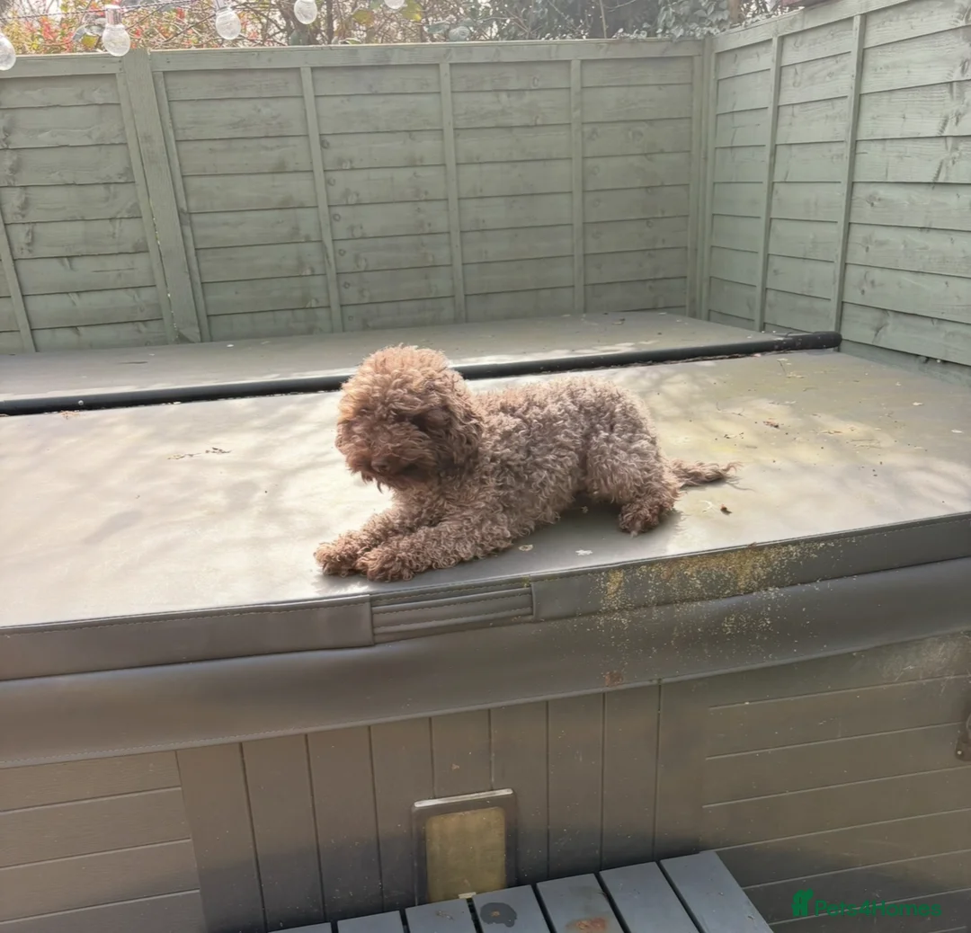 Maltipoo dogs for sale: Beautiful chocolate maltipoo girl  - Advert 1