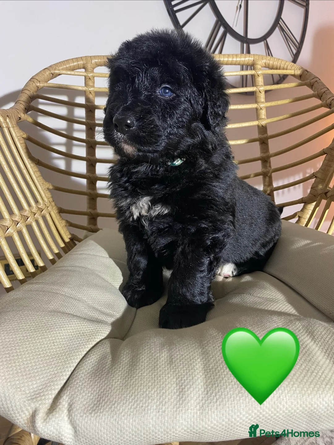 Mixed Breed dogs for sale: Golden Bernese Puppies 🖤🤍🤎 - Advert 25