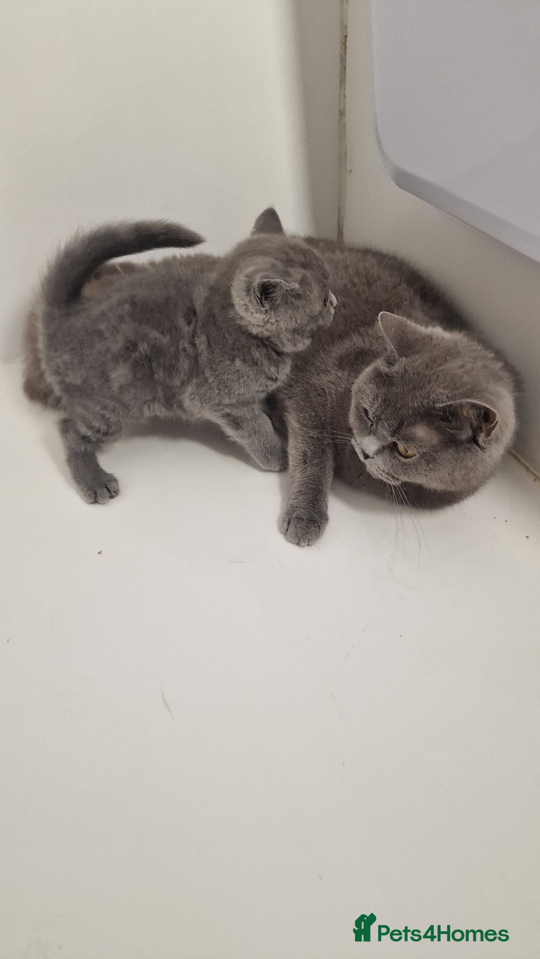 British Shorthair cats for sale: Missy is a Gorgeous British Blue girl . - Image 3