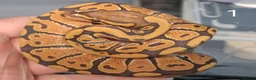 Python Snake reptiles for sale: Hatchling Royal Python's Females  - Advert 13