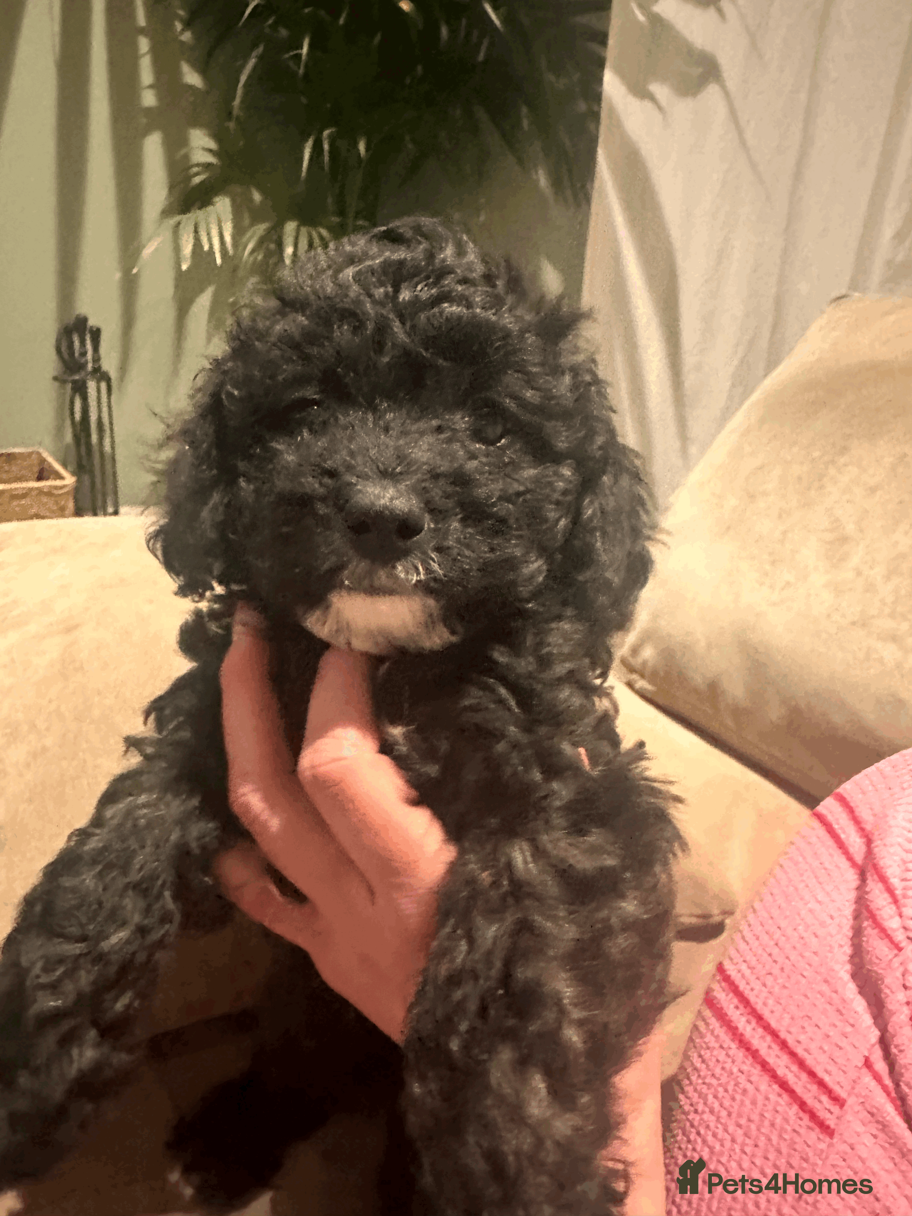 Cavapoochon dogs 1 BROWN GIRL LEFT - F1 CAVAPOOCHON   - Advert 1