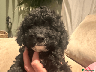 Cavapoochon dogs 1 BROWN GIRL LEFT - F1 CAVAPOOCHON - Advert 1