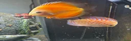 Discus fish for sale: Discus for sale - Advert 1