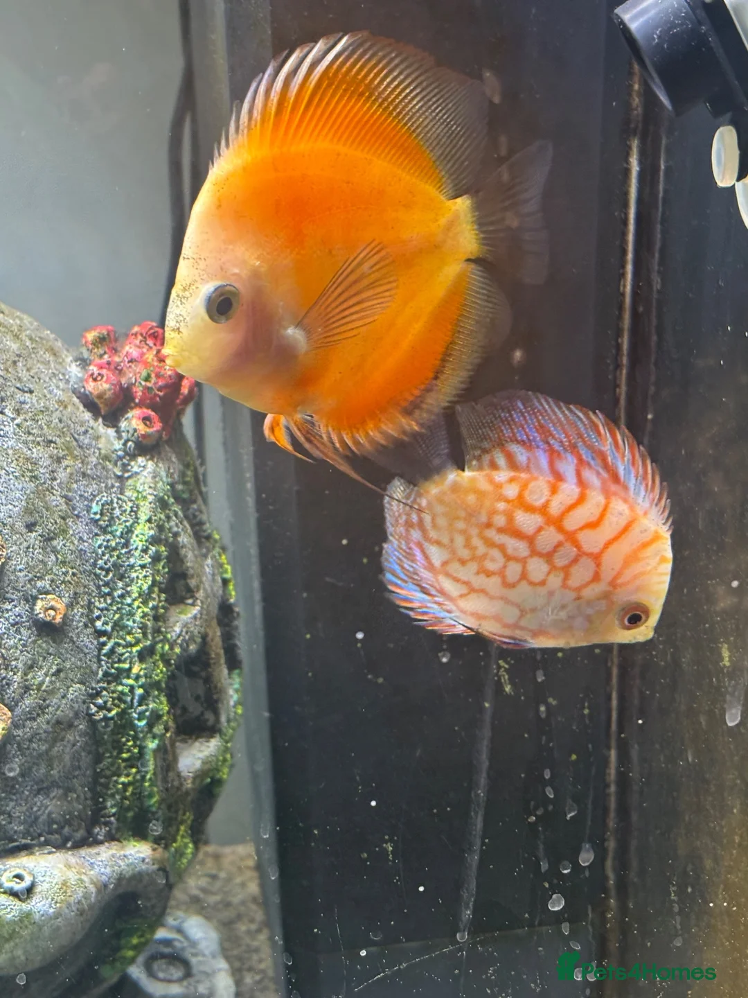Discus fish for sale: Discus for sale - Advert 1