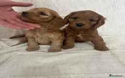 Cockapoo dogs for sale: 🐶🐶 cockerpoo puppies 🐶🐶 - Advert 7