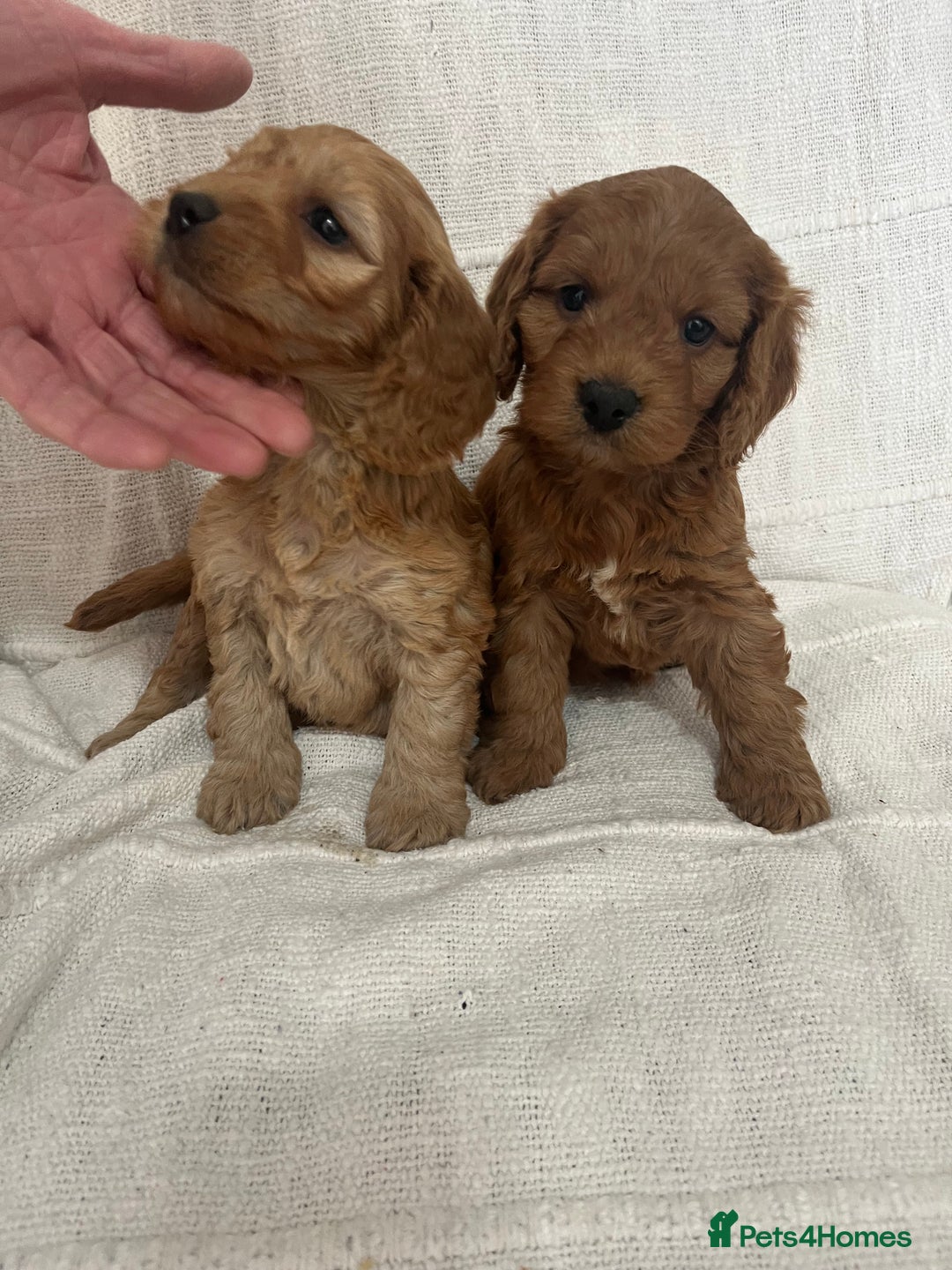 Cockapoo dogs for sale: 🐶🐶 cockerpoo puppies 🐶🐶 - Advert 7